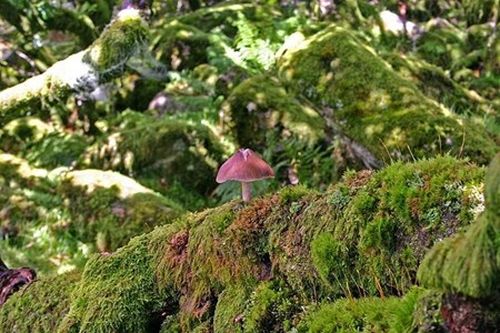 17042015_khurungthiengamanh7