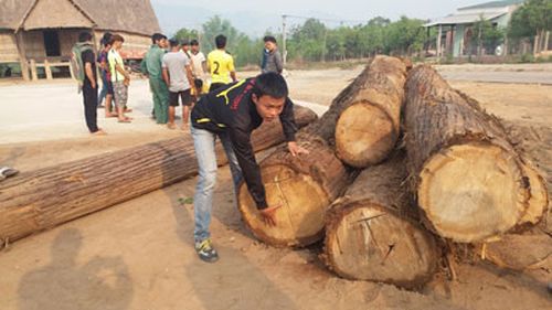 Nhiều người dân tham gia bắt gỗ do lâm tặc vận chuyể. (Ảnh: nld.com.vn)