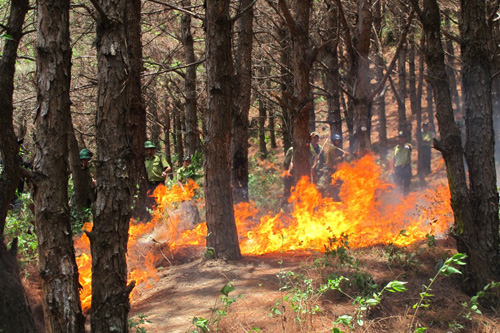 Đã nhiều năm nay ở Đăk Pơ không để xảy ra những vụ cháy rừng lớn. (Ảnh: Văn Thông)
