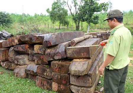 Số gỗ bị Tổ liên ngành Đông Giang phát hiện ngày 6.10.2014 được đưa về tạm giữ