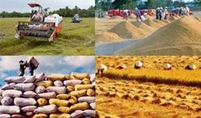 Lãi suất hỗ trợ tiền vay mua tạm trữ thóc, gạo không quá 7%/năm