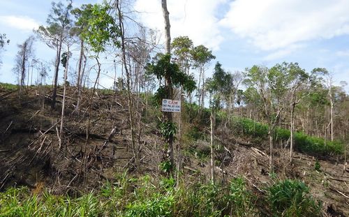 Rừng bị phá tan hoang tại huyện M’Đrắk (tỉnh Đắk Lắk). (Ảnh: Báo Tài nguyên & Môi trường)
