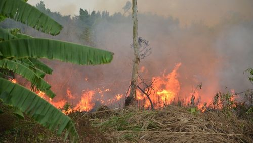 ể dập tắt đám cháy khu rừng tạp, 60 chiến sĩ đã chiến đấu liên tục suốt 6 giờ để bảo vệ các nhà dân và khu rừng phòng hộ bên cạnh. (Ảnh: Báo Lao động)