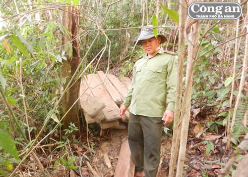 Điểm cất giấu gỗ "lậu" bị kiểm lâm phát hiện. (Ảnh: Công an TP Đà Nẵng)