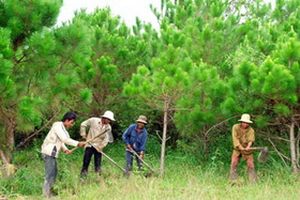 Ưu tiên bố trí vốn cho công tác khoán bảo vệ rừng