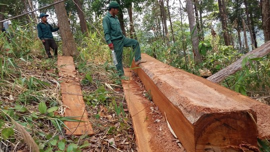 Những hộp gỗ chưa kịp vận chuyển ra khỏi rừng.