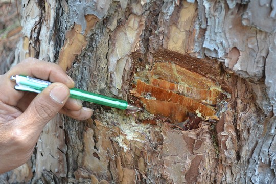 Những lỗ khoan trên thân cây thông bị bơm thuốc độc