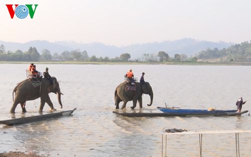 Voi phục vụ du lịch ở Hồ Lắk