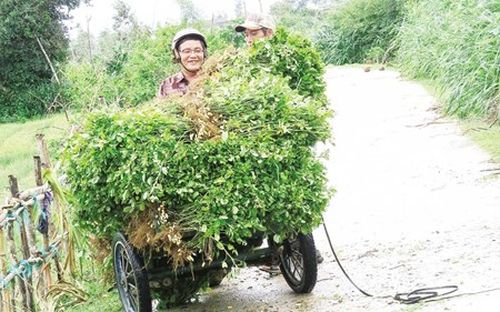 Nông dân huyện Phù Cát (Bình Định) đang thu hoạch đậu phộng lạc. (Ảnh: Dân Việt)
