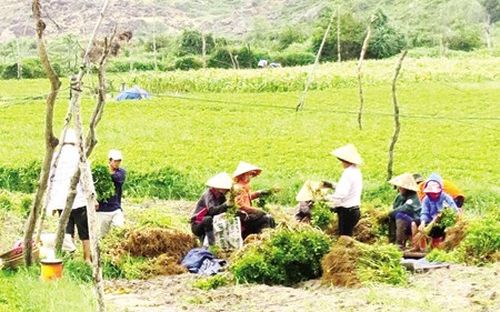 Nông dân miền núi Sông Hinh (Phú Yên) canh tác mía, sắn, lúa nước trên cùng thửa đất. (Ảnh: Dân Việt)