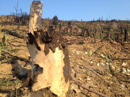 Rừng bị đốt cháy tan hoang. (Ảnh: Hùng Võ/Vietnam+)