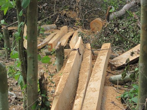 Lâm tặc khai thác gỗ tại rừng Rô, huyện Nam Giang. (Ảnh: Nguoiduatin.vn)