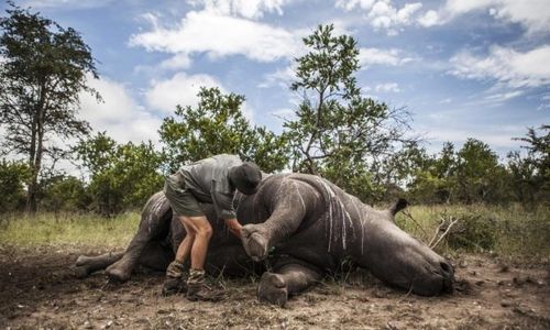 Nạn săn trộm tê giác tiếp tục gia tăng. (Nguồn: EPA)