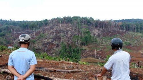 Nhiều diện tích rừng tự nhiên trên địa bàn thị xã Gia Nghĩa do Xí nghiệp lâm nghiệp Nghĩa Tín quản lý bị tàn phá nặng nề. (Ảnh: Nhân Dân)