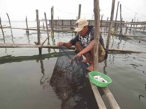 Biến đổi khí hậu đã ảnh hưởng tới việc nuôi trồng thủy sản trên phá Tam Giang. (Ảnh: Báo Tài nguyên & Môi trường)