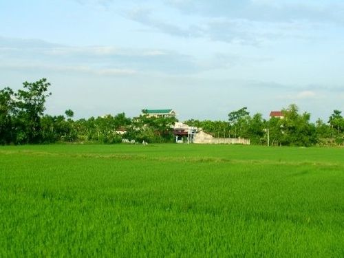 Một miền quê rợp bóng cây xanh. (Ảnh: chinhphu.vn)
