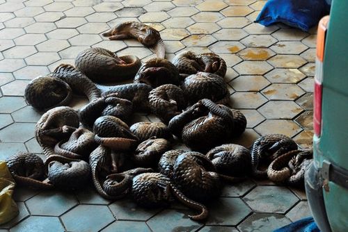 Hà Tĩnh: Bắt quả tang một ôtô chở số lượng lớn động vật hoang dã