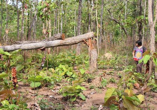 Hàng chục cây gỗ trong rừng sinh thái Bản Đôn bị lâm tặc chặt hạ. (Ảnh: Báo Tài nguyên & Môi trường)