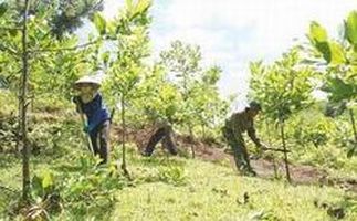 Phải hoàn thành trồng rừng thay thế trong năm 2015