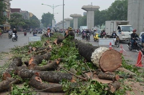 Lãnh đạo TP.Hà Nội có phần trách nhiệm trong công tác chỉ đạo, kiểm tra việc thay thế cây xanh ở Hà Nội. (Ảnh: Báo Lao động)