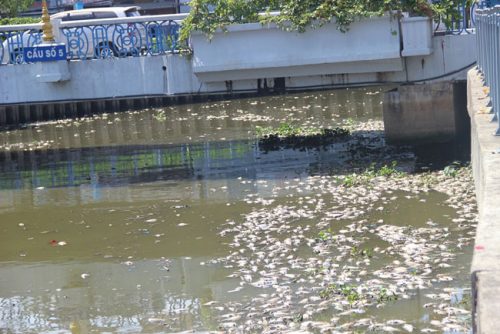 Cá chết hàng loạt trên kênh Nhiêu Lộc - Thị Nghè những ngày qua. (Ảnh: Hànộimới)