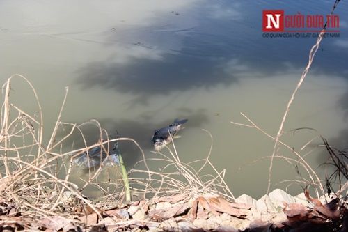 Cá chết trên hồ do ô nhiễm. (Ảnh: nguoiduatin.vn)