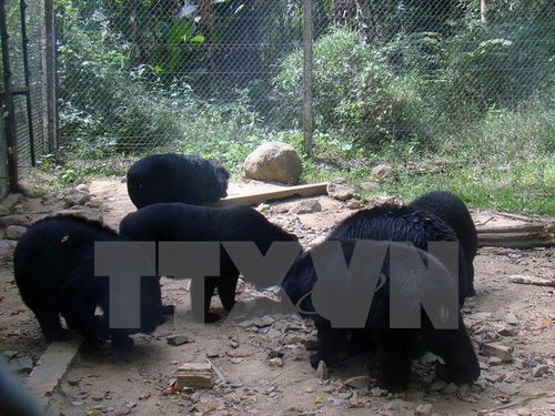 Gấu được nuôi dưỡng chăm sóc tại Trung tâm Cứu hộ động vật hoang dã nguy cấp Cát Tiên (Đồng Nai). (Ảnh: Sỹ Tuyên/TTXVN)