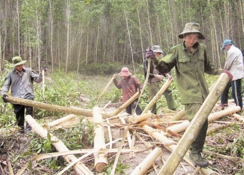 Thu hoạch rừng trồng ở thôn Phú Sơn, xã Xuân Quang 2, huyện Đồng Xuân (Phú Yên). (Ảnh: Nhân Dân)