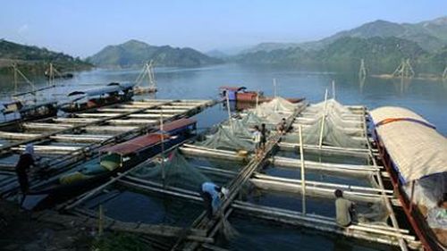 Bè nuôi cá của người dân trên hồ thủy điện (Ảnh: Sonla.gov.vn)