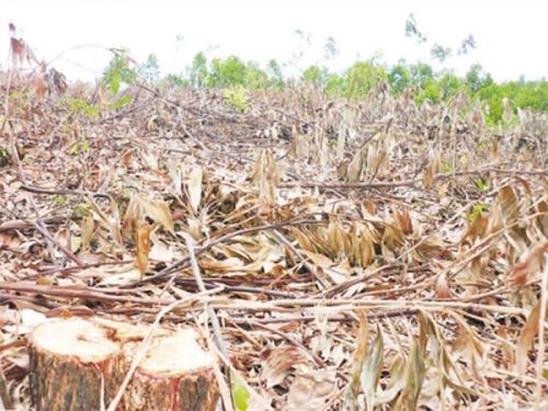 Nhiều rừng thông tại vùng cận lòng hồ Phú Ninh bị khai thác trái phép. (Ảnh: Quốc Việt)