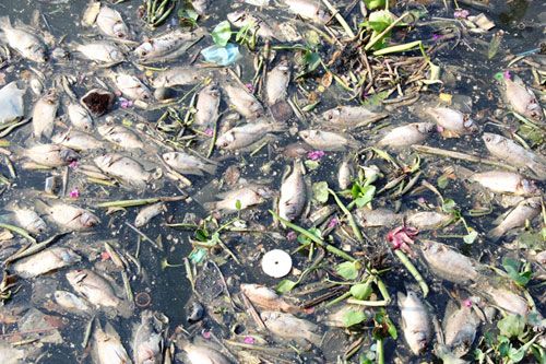 Cá chết hàng loạt trên kênh Nhiêu Lộc-Thị Nghè ngày 19-5. (Ảnh: Nguyễn Lê)