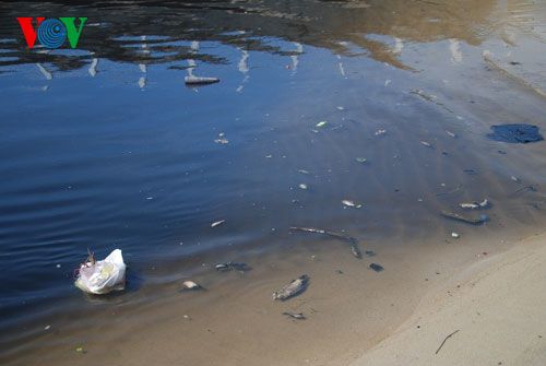 Cá chết do ô nhiễm trên sông Phú Lộc, Đà Nẵng. (Ảnh: VOV.VN)