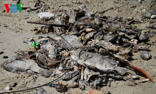 Cá chết do ô nhiễm nguồn nước trên sông Phú Lộc trôi dạt vào cửa biển. (Ảnh: VOV.VN)