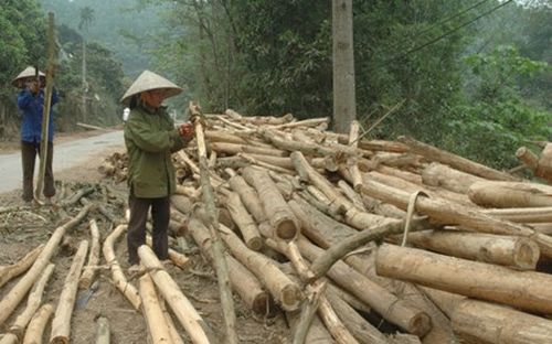 Người trồng rừng ở xã Đông Thọ, huyện Sơn Dương, Tuyên Quang mong muốn Nhà nước có cơ chế chính sách ưu đãi trong việc vay vốn trồng rừng. (Ảnh: Đình Thắng)