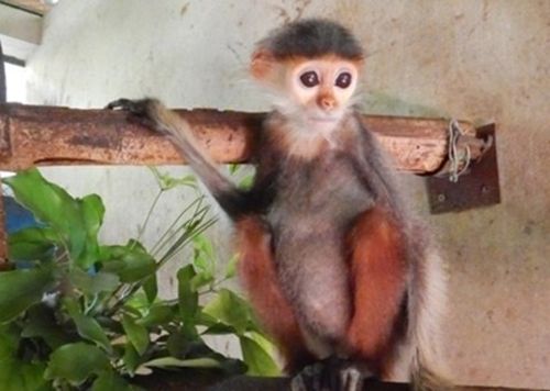 Cá thể voọc chà vá chân nâu mà gia đình ông Minh giao nộp. Cá thể voọc chà vá chân nâu mà gia đình ông Minh giao nộp. (Ảnh: VQG Phong Nha - Kẻ Bàng)