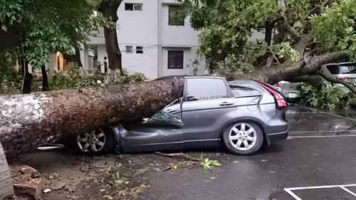  Một chiếc Honda CR-V "tử nạn" do cây cổ thụ đổ khi đang đỗ dưới đường. Rất may không ai bị thương.