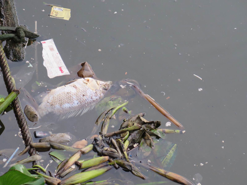 Cá chết trên kênh Nhiêu Lộc - Thị Nghè. (Ảnh: Báo Tin tức)