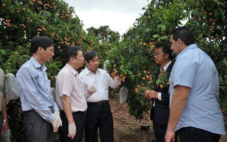 Đoàn chuyên gia Australia khảo sát, tham quan vùng vải thiều ở thị xã Chí Linh (Hải Dương) ngày 7.6. Ảnh: Trần Quang