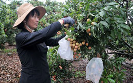 Người dân thị xã Chí Linh (Hải Dương) thu hoạch vải thiều bán cho Công ty Rồng Đỏ. Ảnh: Trần Quang