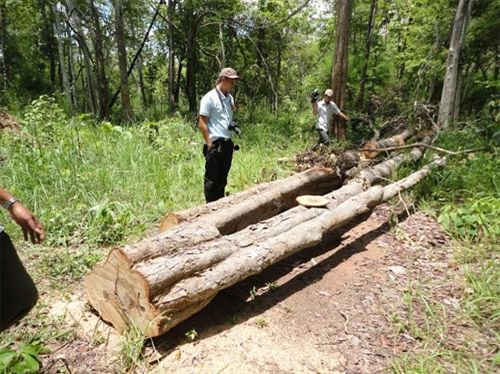 Hiện trường những cây gỗ bị lâm tặc khai thác tại tiểu khu 463. (Ảnh: Bình Định)