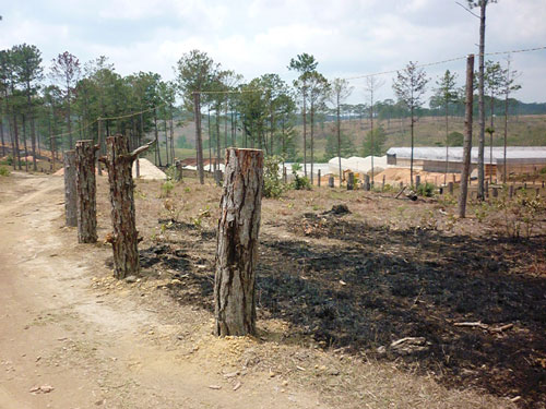 Cà phê đã được trồng sau khi rừng thông bị đốn hạ. (Ảnh: Báo Lao động)