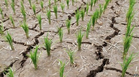 Hạn hán khiến đất trồng lúa ở Triều Tiên khô cằn. 