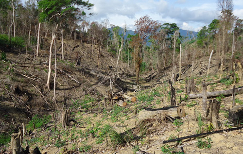 Rừng bị phá tại Đắk Lắk (Ảnh: Lao Động)