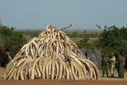 Nhân viên an ninh Kenya gác bên số ngà voi chuẩn bị tiêu hủy tại Công viên Quốc gia Nairobi. (Ảnh: AFP/TTXVN)
