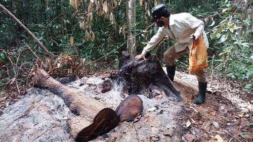 Một gốc cây gỗ hương lớn mới bị chặt hạ, đổ dầu đốt gốc để phi tang. (Ảnh: H.Thanh)