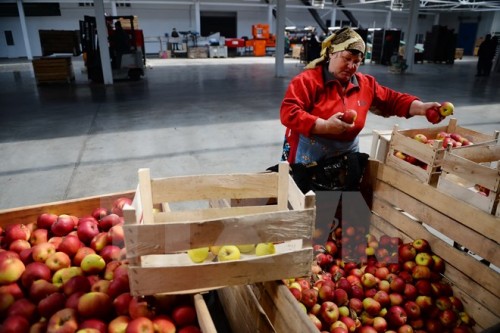 Ảnh minh họa. (Nguồn: AFP/TTXVN)