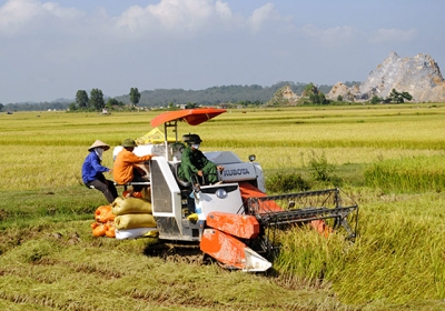 Nông dân xã Đồng Thành, huyện Yên Thành thu hoạch lúa bằng máy gặt đập liên hợp.