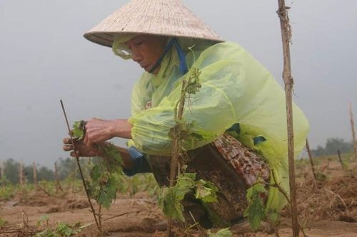 Khi gặp thiên tai, mất mùa, nông dân vay vốn tín chấp sẽ được gia hạn nợ và xem xét cho vay mới. Trong ảnh: Một nông dân ở Quảng Nam buộc lại từng dây mướp đắng sau khi bị lũ lụt càn quét vào tháng 11-2013. (Ảnh: Trần Thường)