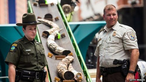 Băng tải chuyền lần lượt 1 tấn ngà voi vào máy nghiền. (Ảnh: CNN)