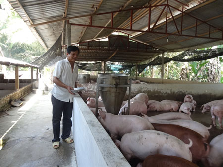 Chăn nuôi heo quy mô trang trại ở Tiền Giang
